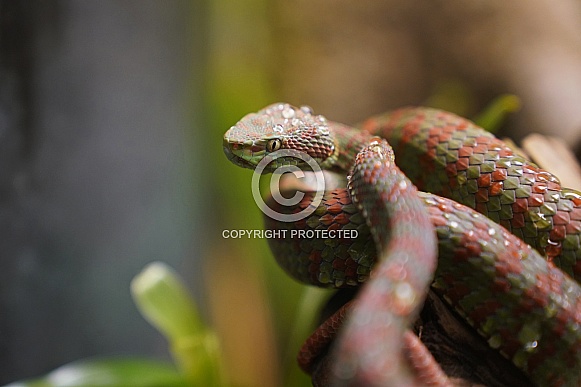 Beautiful pitviper