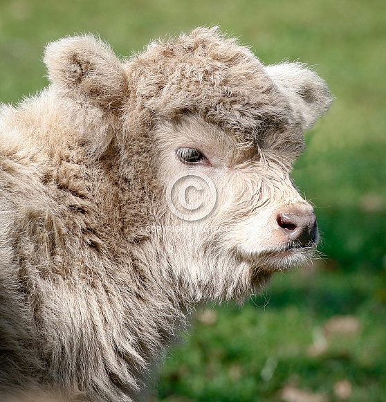 Highland Calf