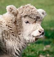 Highland Calf