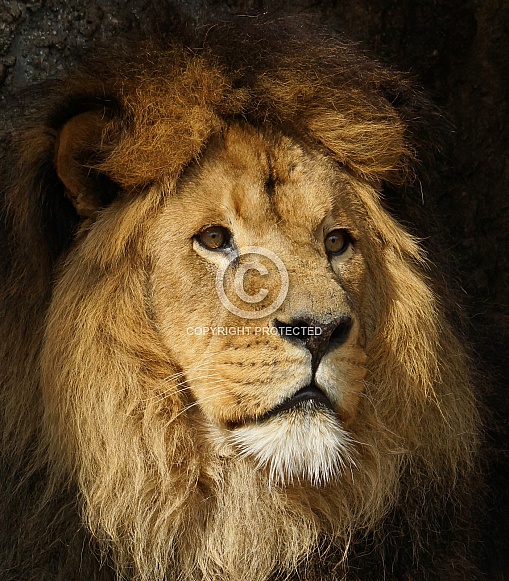 lion lion