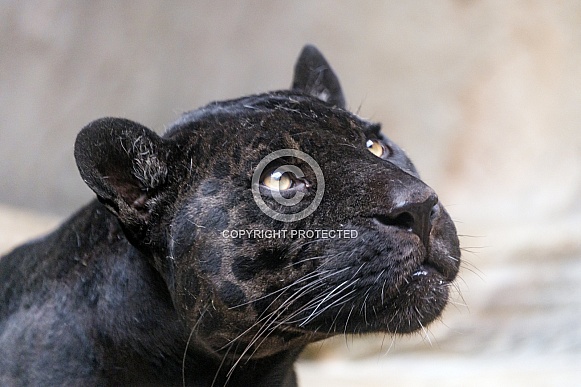 Black Leopard Black Leopard