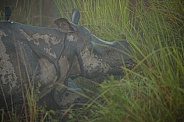 Indian rhino in the nature habitat