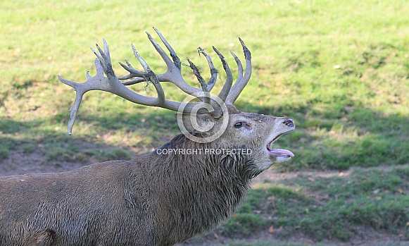 Deer Stag Deer Stag