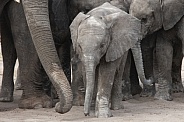Baby Elephant - Kalahari Desert - Botswana