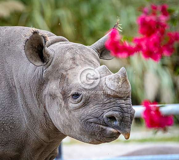 Black Rhino