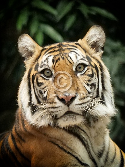 Sumatran Tiger