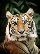 Sumatran Tiger