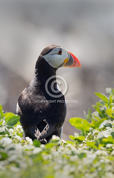 Puffin the birds from the arctic.