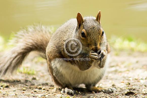 Grey Squirrel - Nibbles