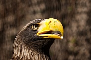 steller's eagle