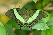 Green banded Swallowtail