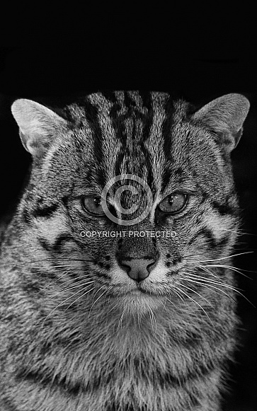Fishing cat