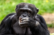 Chimpanzee, Close up