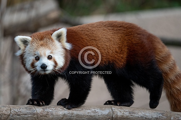 Red Panda