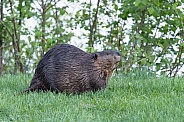 Beaver in nature
