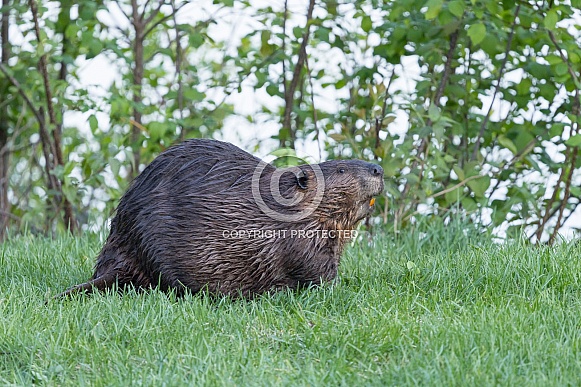 Beaver in nature Beaver in nature