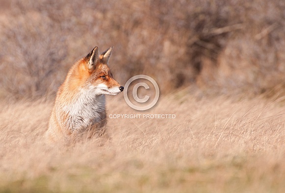 Red Fox