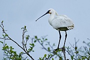 The Eurasian spoonbill