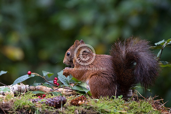 Red Squirrel