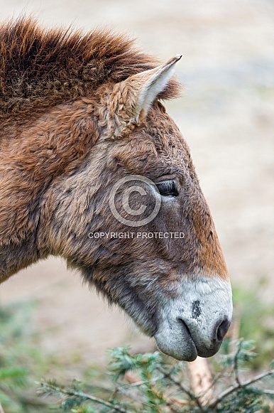 Przewalski Horse