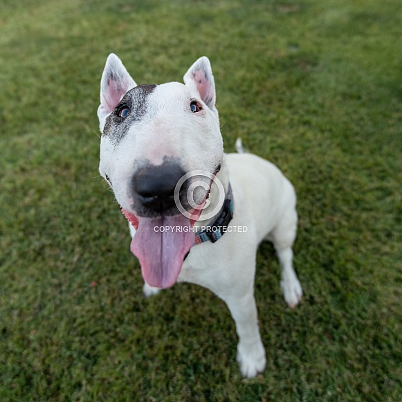 Senior white mini bull terrier looking at the camera