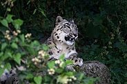 Snow leopard