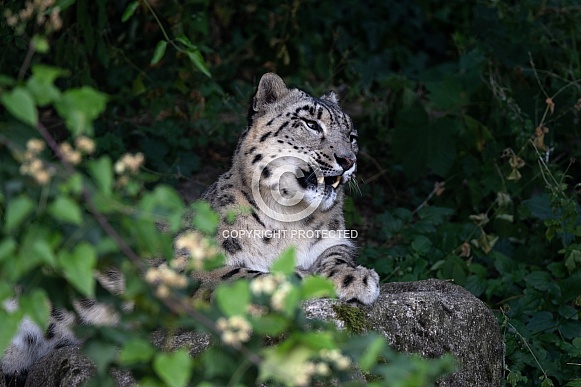 Snow leopard