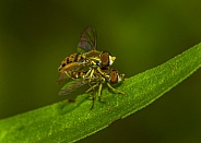 Fly Species