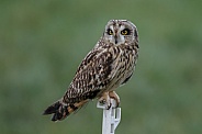 The short-eared owl (Asio flammeus)