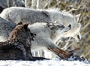 Wolf