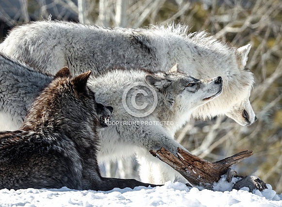 Wolf