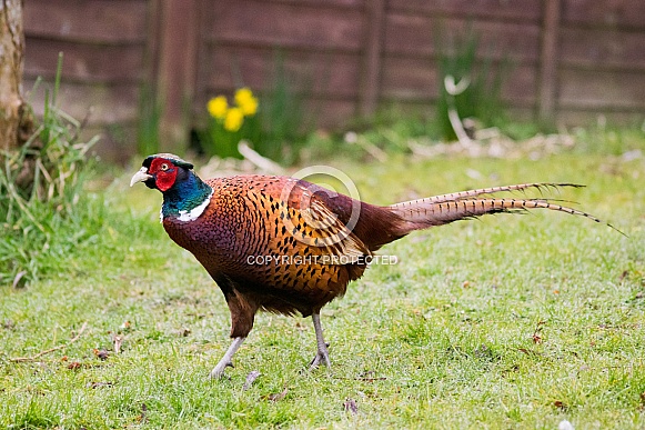 Pheasant