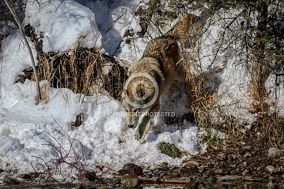 Gray or grey wolf in winter Gray or grey wolf in winter