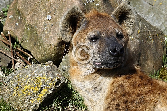 Spotted Hyena