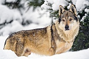 Wolf dog in the snow