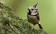 The crested tit or European crested tit