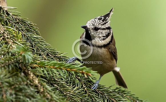 The crested tit or European crested tit