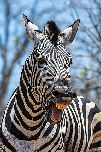 'Laughing' Zebra