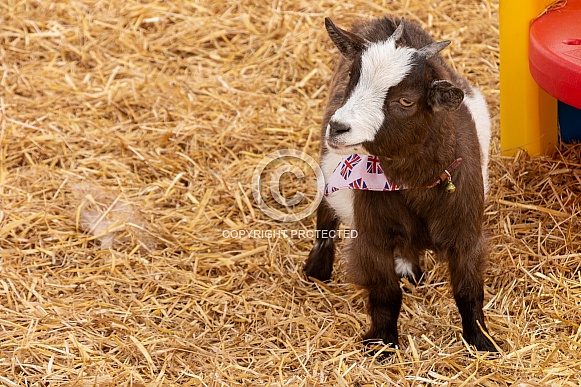 Pygmy Goat Kid Full Body Pygmy Goat Kid Full Body