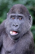 Western Lowland Gorilla (Gorilla Gorilla Gorilla)