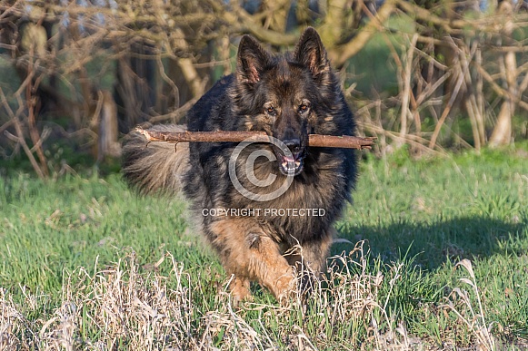 Old German Shepherd