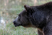 Grizzly Bear-Griz Profile