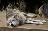 Grey Wolf