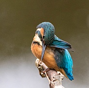 Kingfisher taking a bow