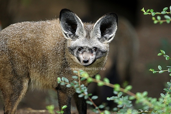 Bat-eared Fox