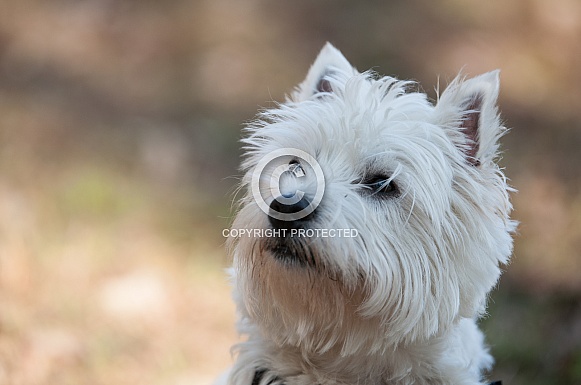 Westhighland White Terrier Westhighland White Terrier