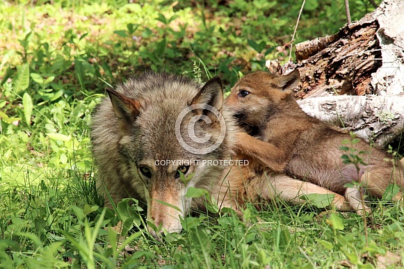 Wolf and Wolf Pups