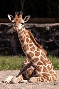 Baby Rothschild's Giraffe Lying Down Full Body