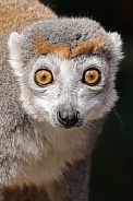 Crowned Lemur (Eulemur Coronatus)
