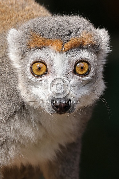 Crowned Lemur (Eulemur Coronatus)